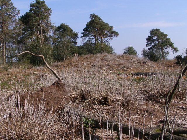 heath